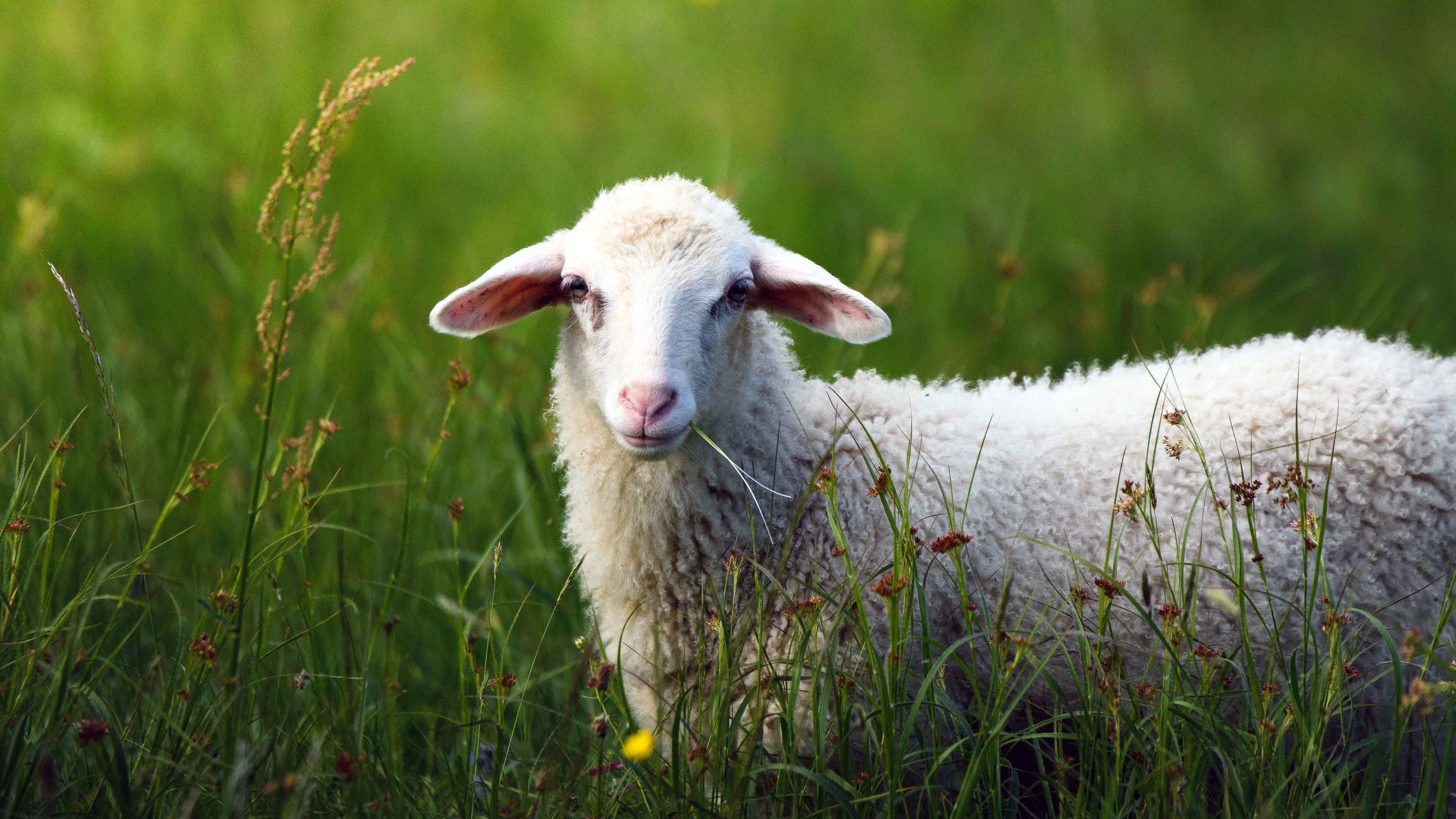 Summer Green Meadow White Sheep 4K Photo
