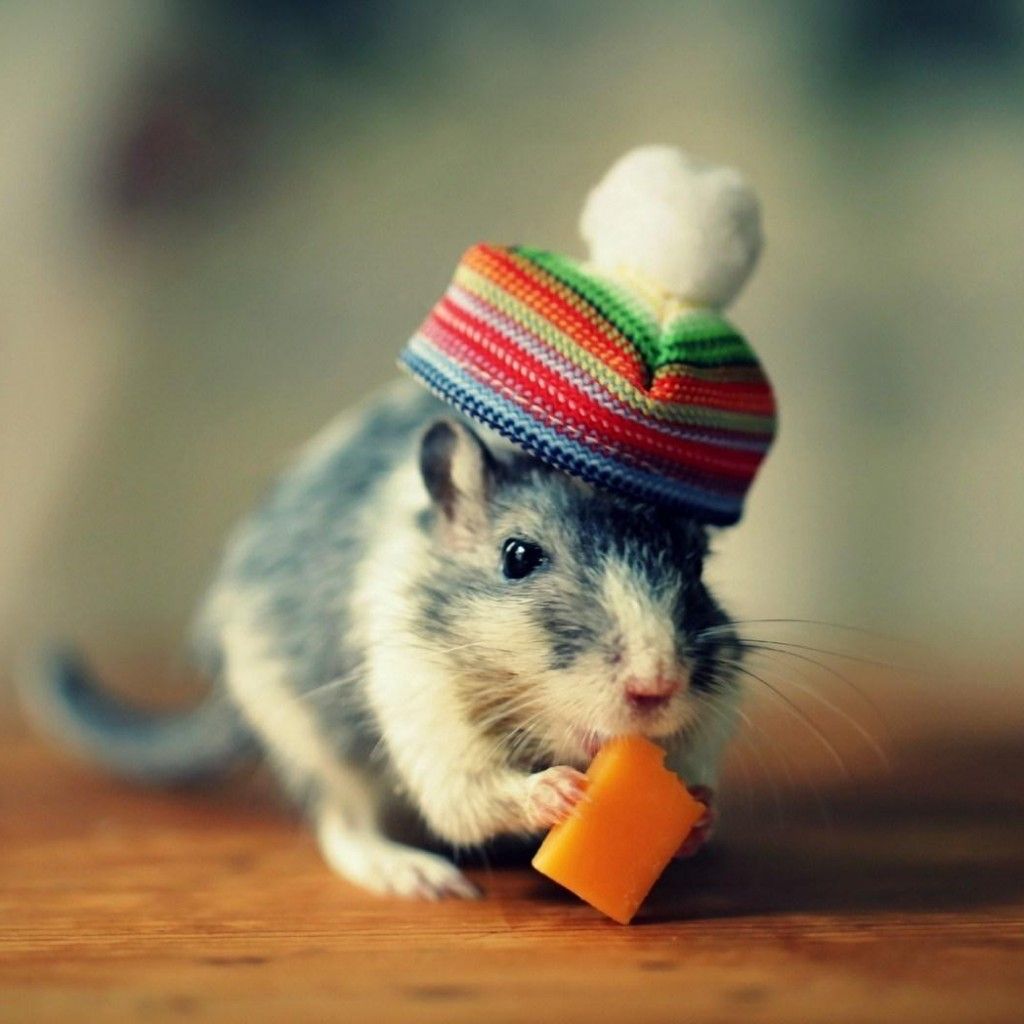 Mouse Cheese Hat Funny #iPad #Wallpaper. Deadly animals, Cute rats, Animals