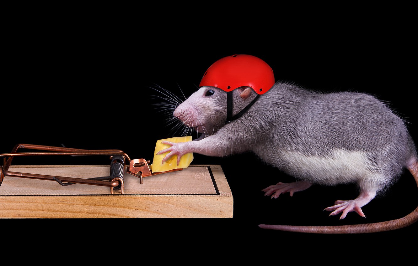 Wallpaper mouse, cheese, mousetrap, black background, helmet, rat, security image for desktop, section животные