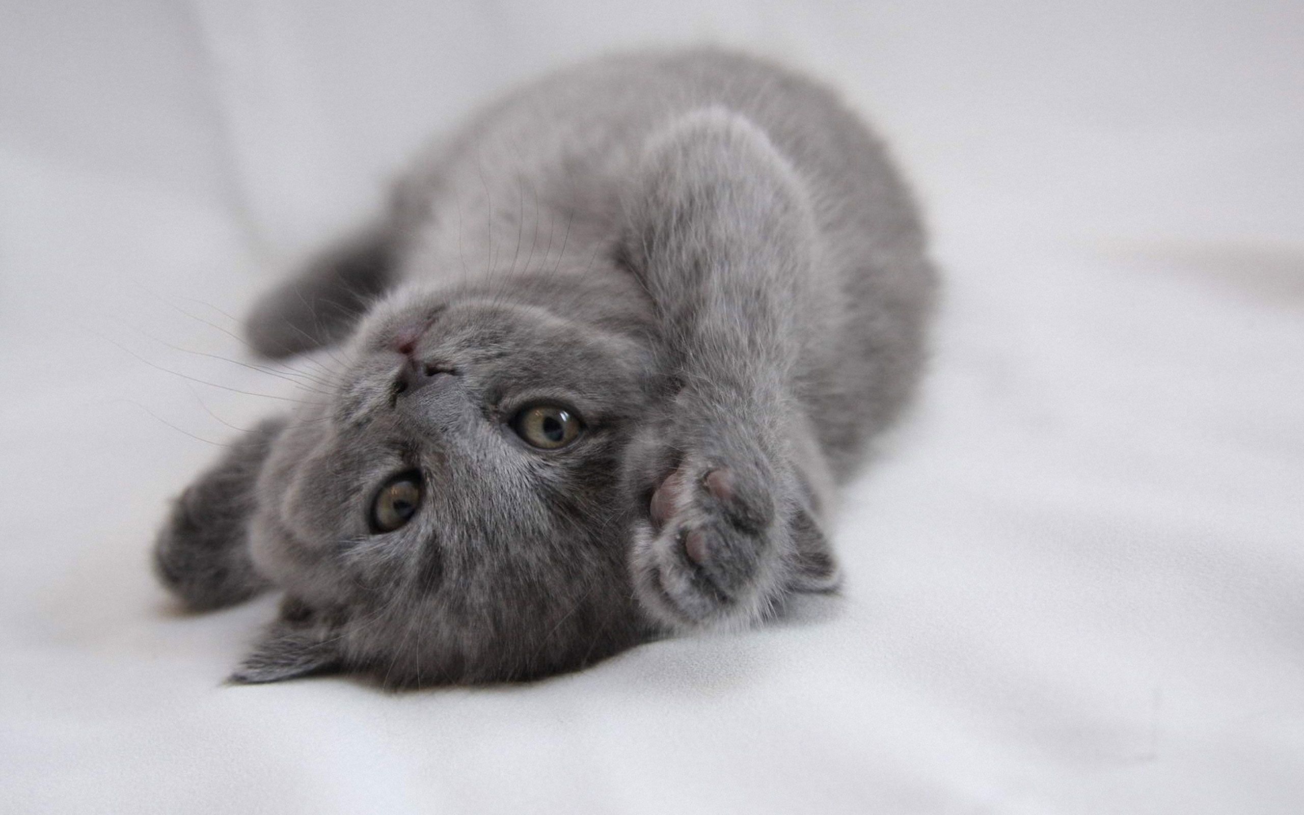 Gray Kitten Wallpapers - Wallpaper Cave