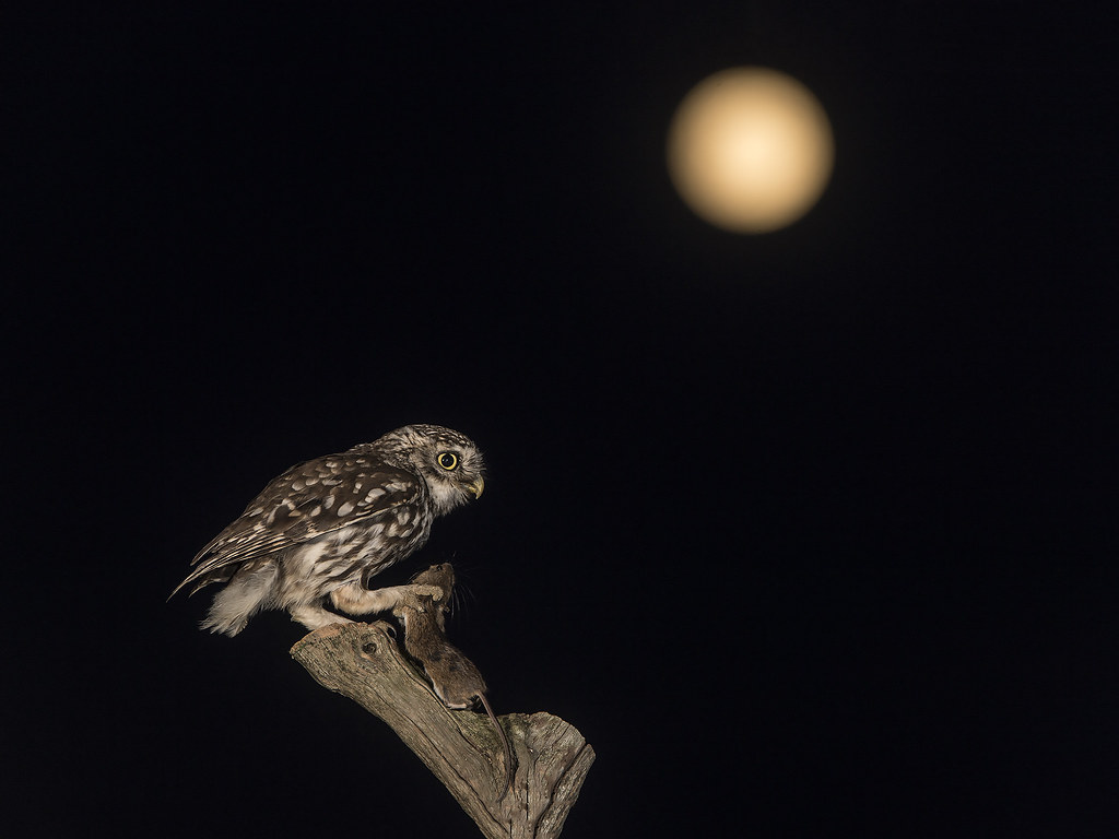 Little Owl (Athene noctua). This was an experiment to get t