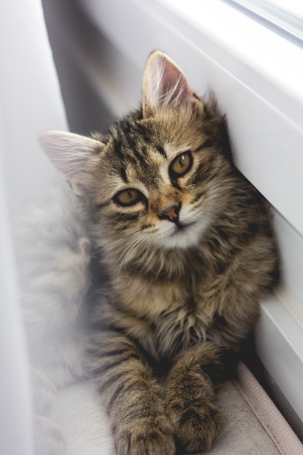 gray tabby kitten leaning on white wall photo