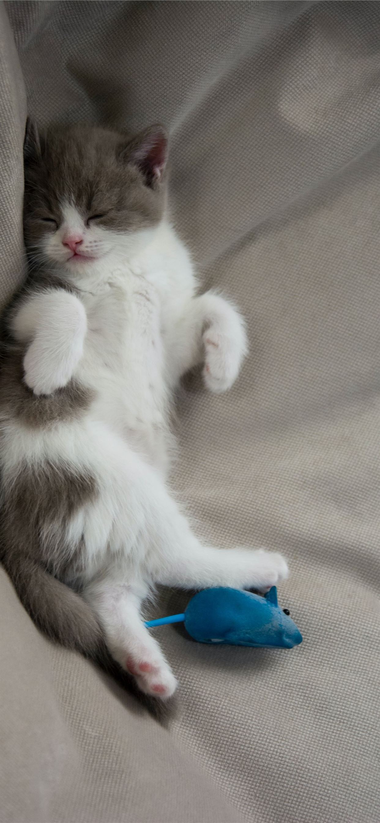 white and gray kitten lying on gray textile iPhone Wallpaper Free Download