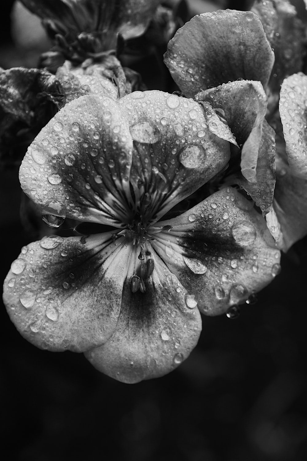Grey Flower Picture. Download Free Image
