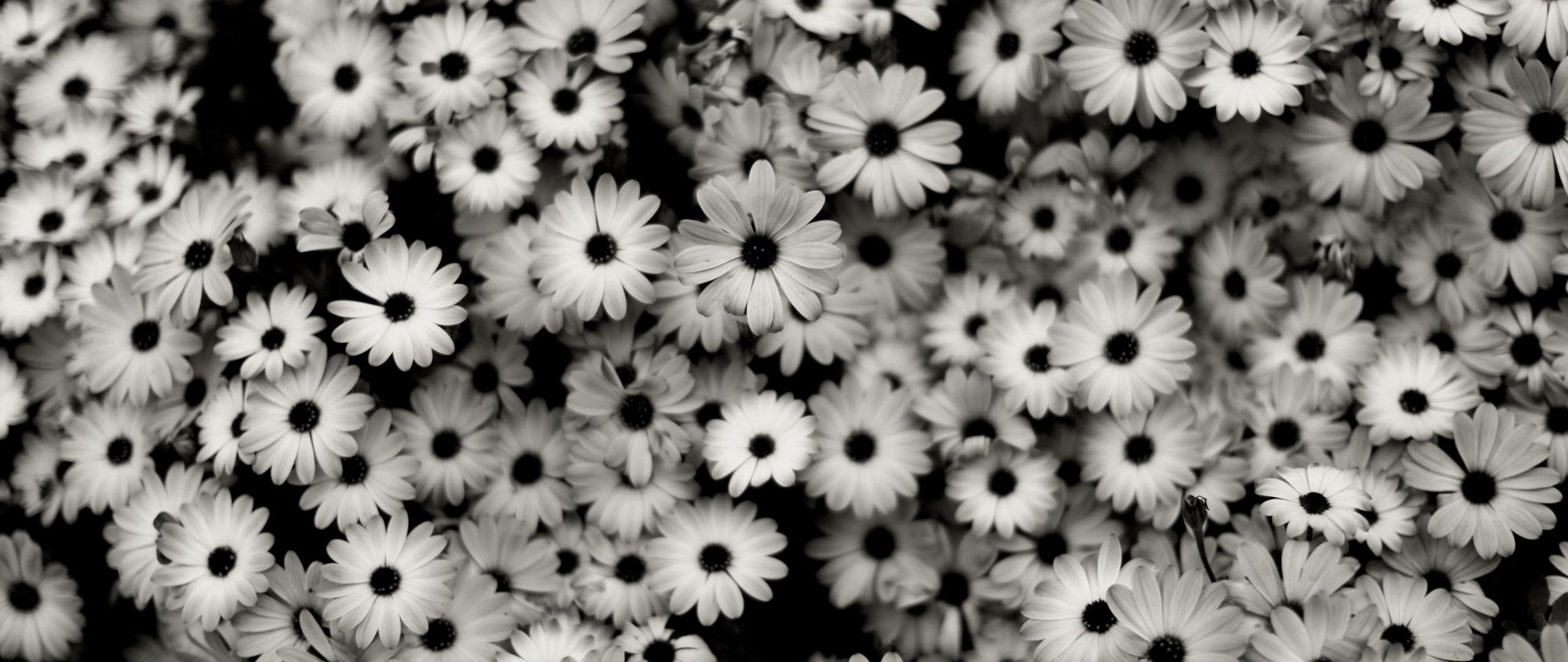 Download wallpaper 2560x1080 black white, flowers, grey, daisies dual wide 1080p HD background