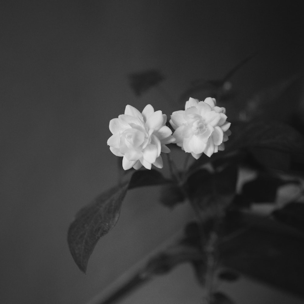 Grey Flower Picture. Download Free Image
