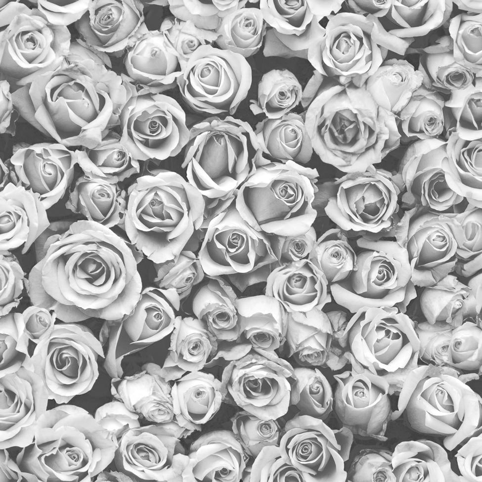 Black and White Mono Rose Flower Wallpaper