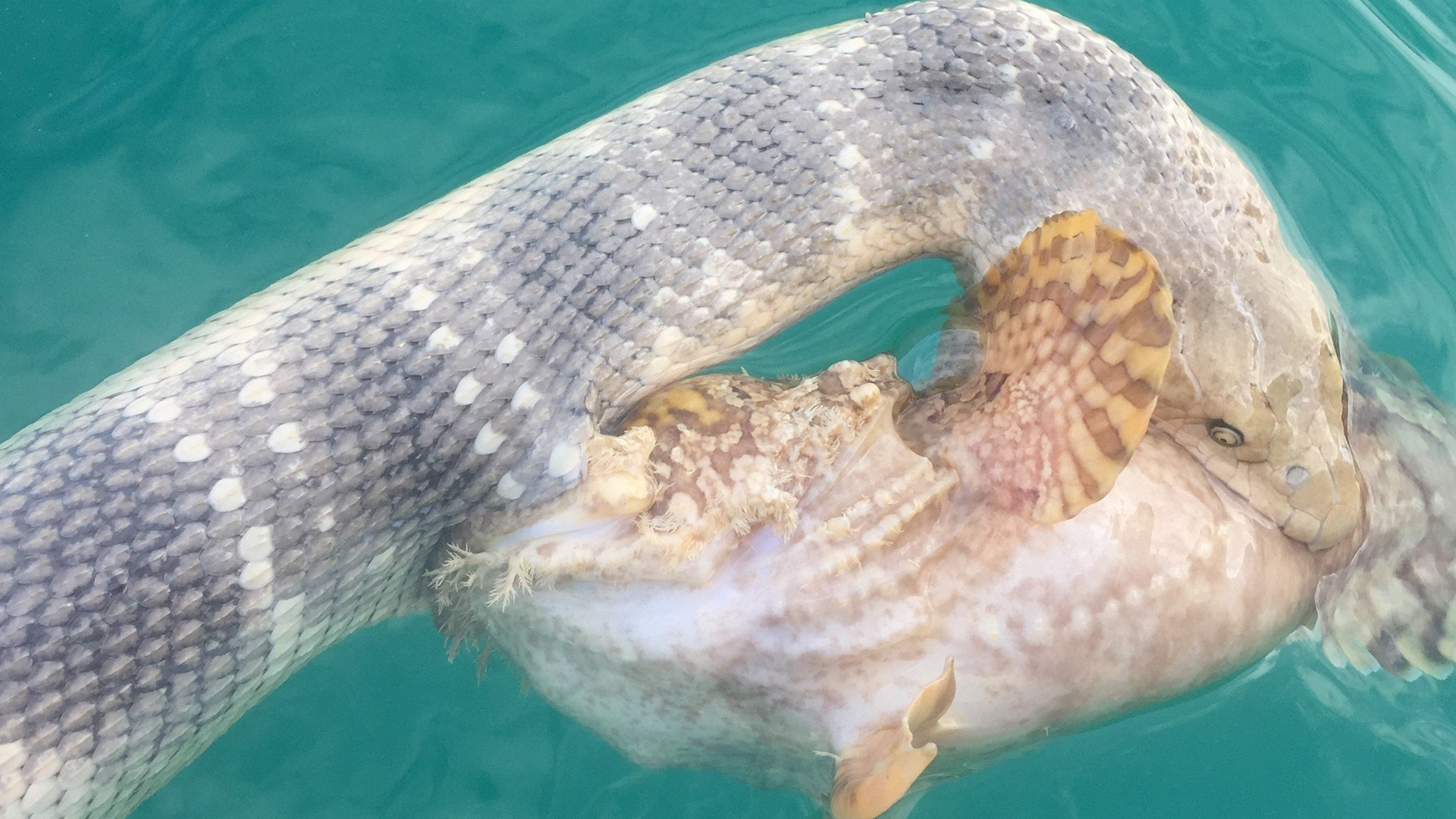 Мурена альбинос фото. Snake Fish.