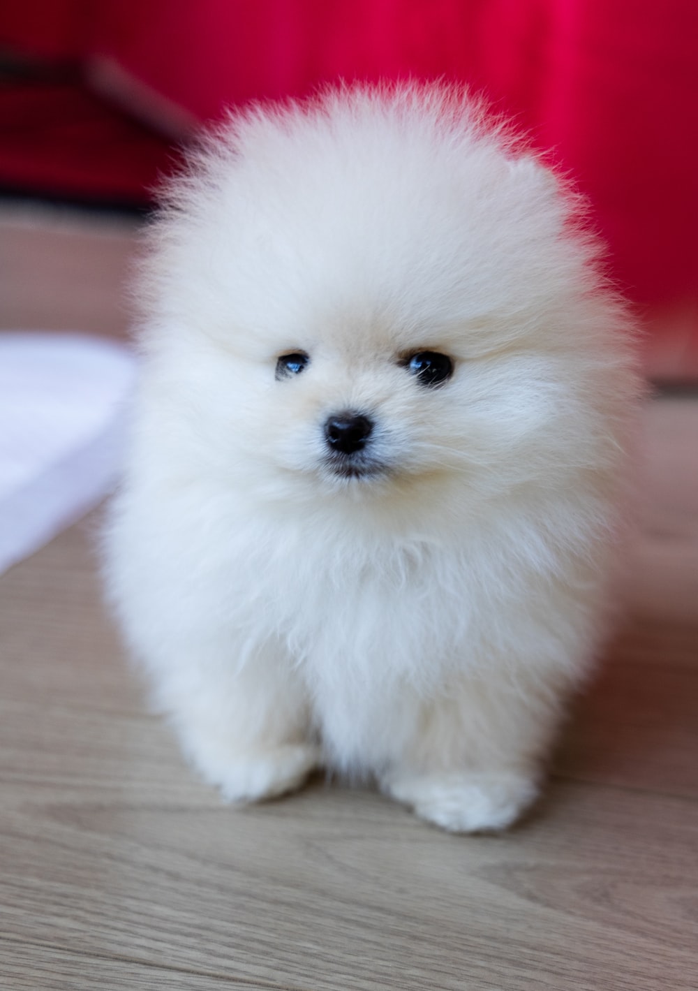 Baby Pomeranian Wallpapers - Wallpaper Cave