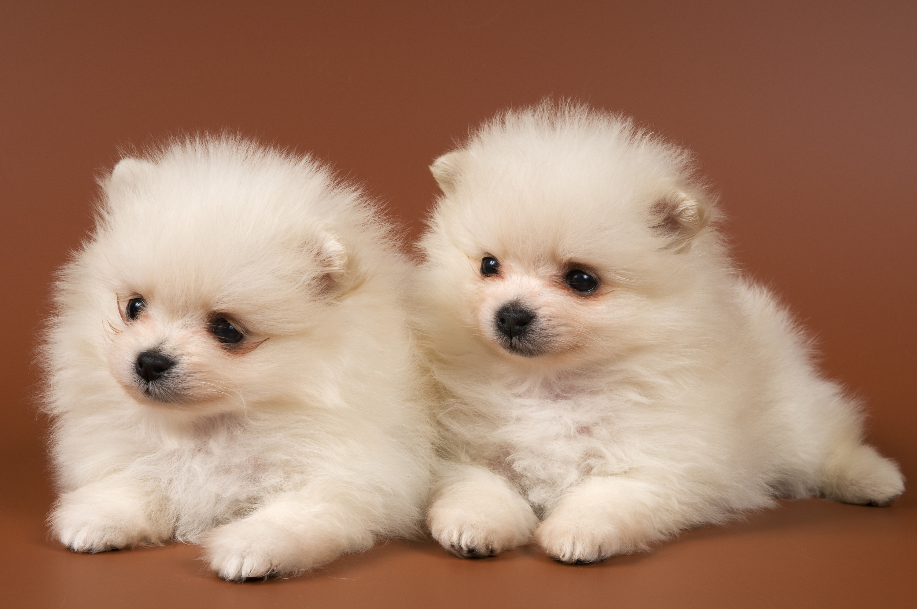 Pomeranian HD Wallpaper and Background