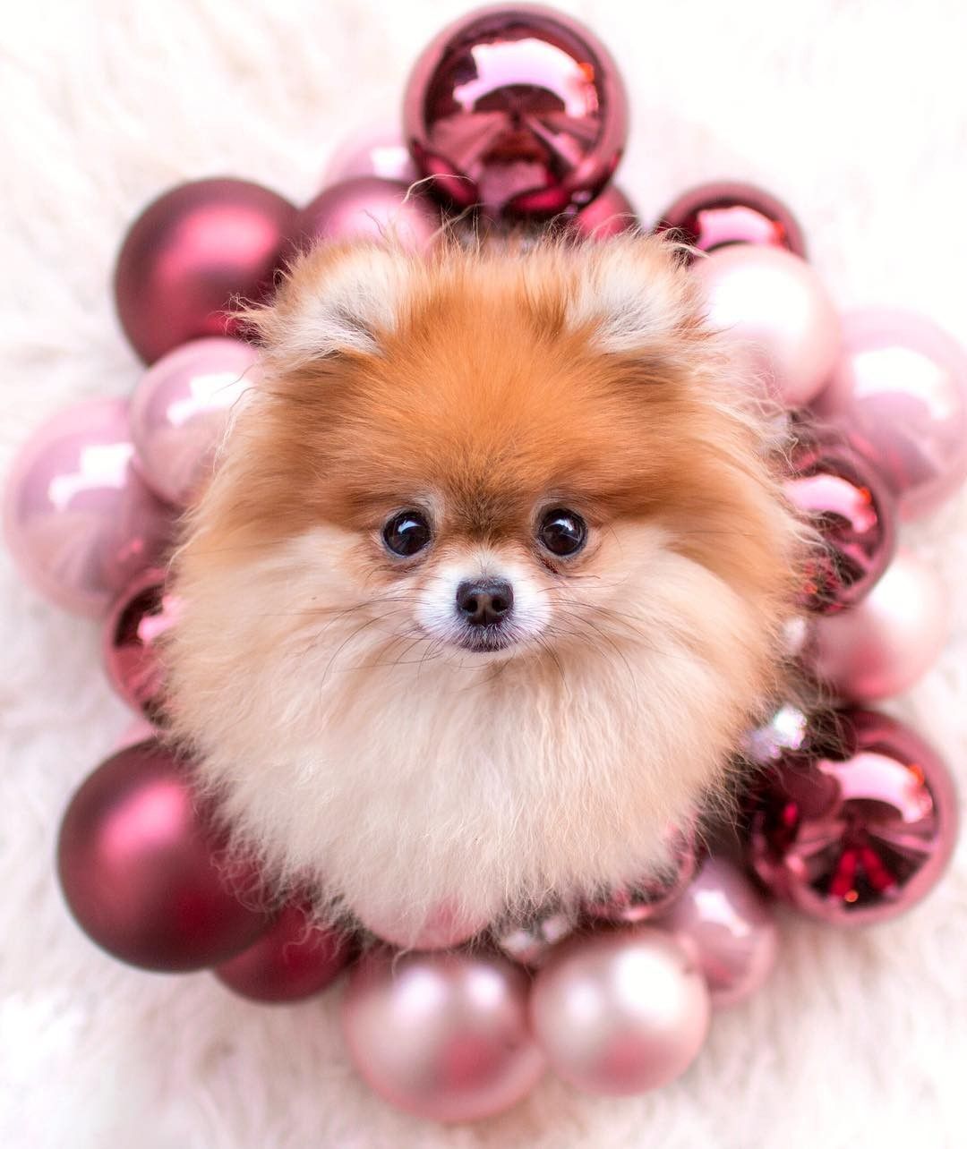 Cute Pomeranian Wallpaper