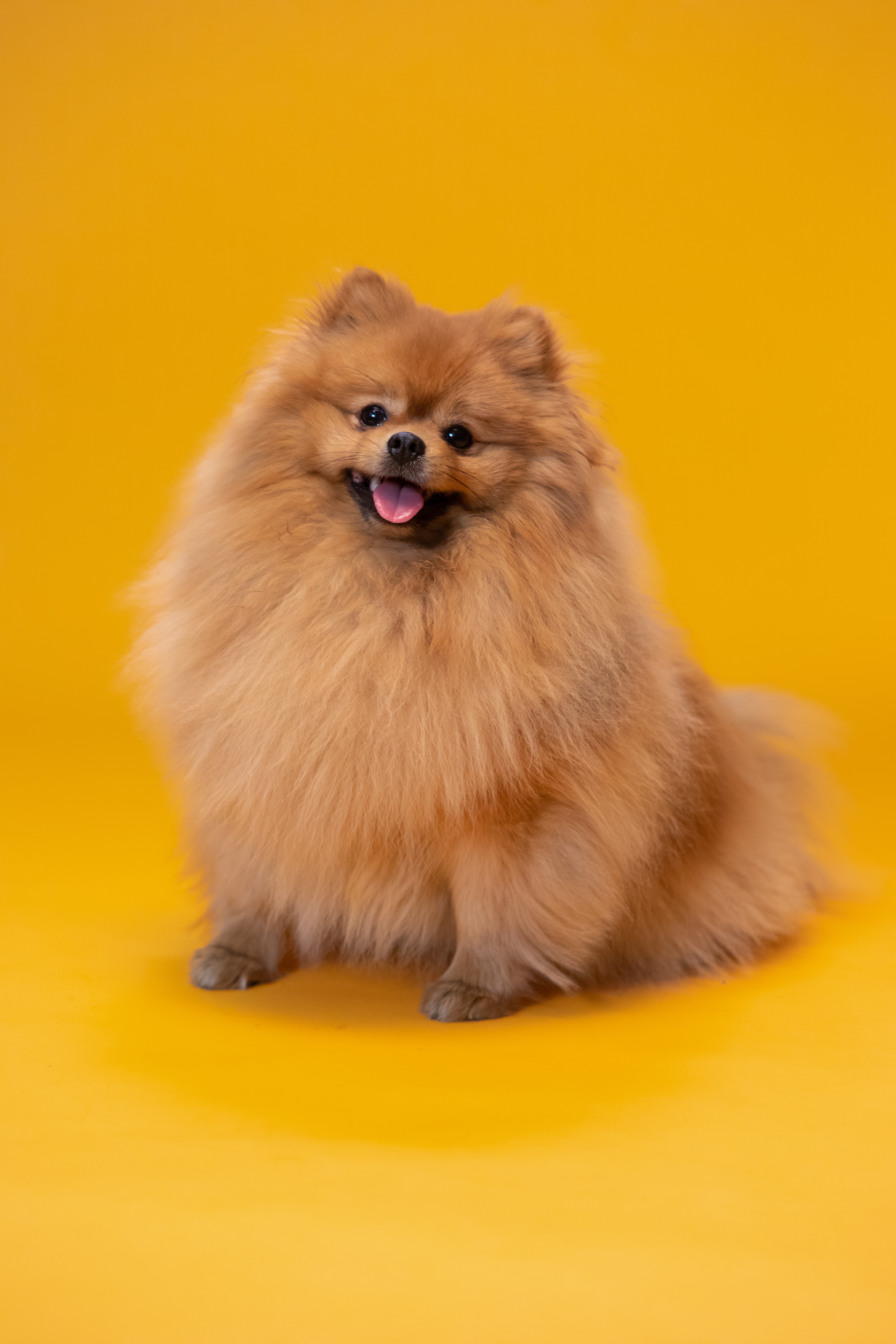 Best Free Pomeranian & Image · 100% Royalty Free HD Downloads