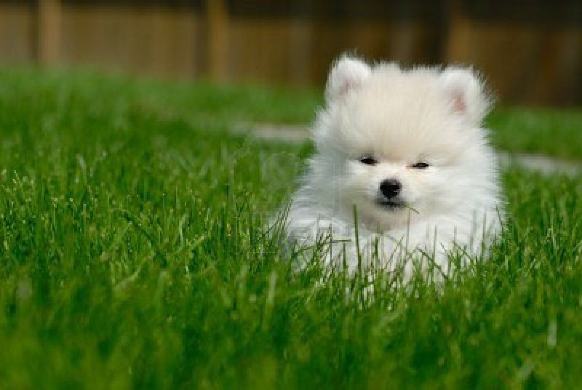 Pom Puppy