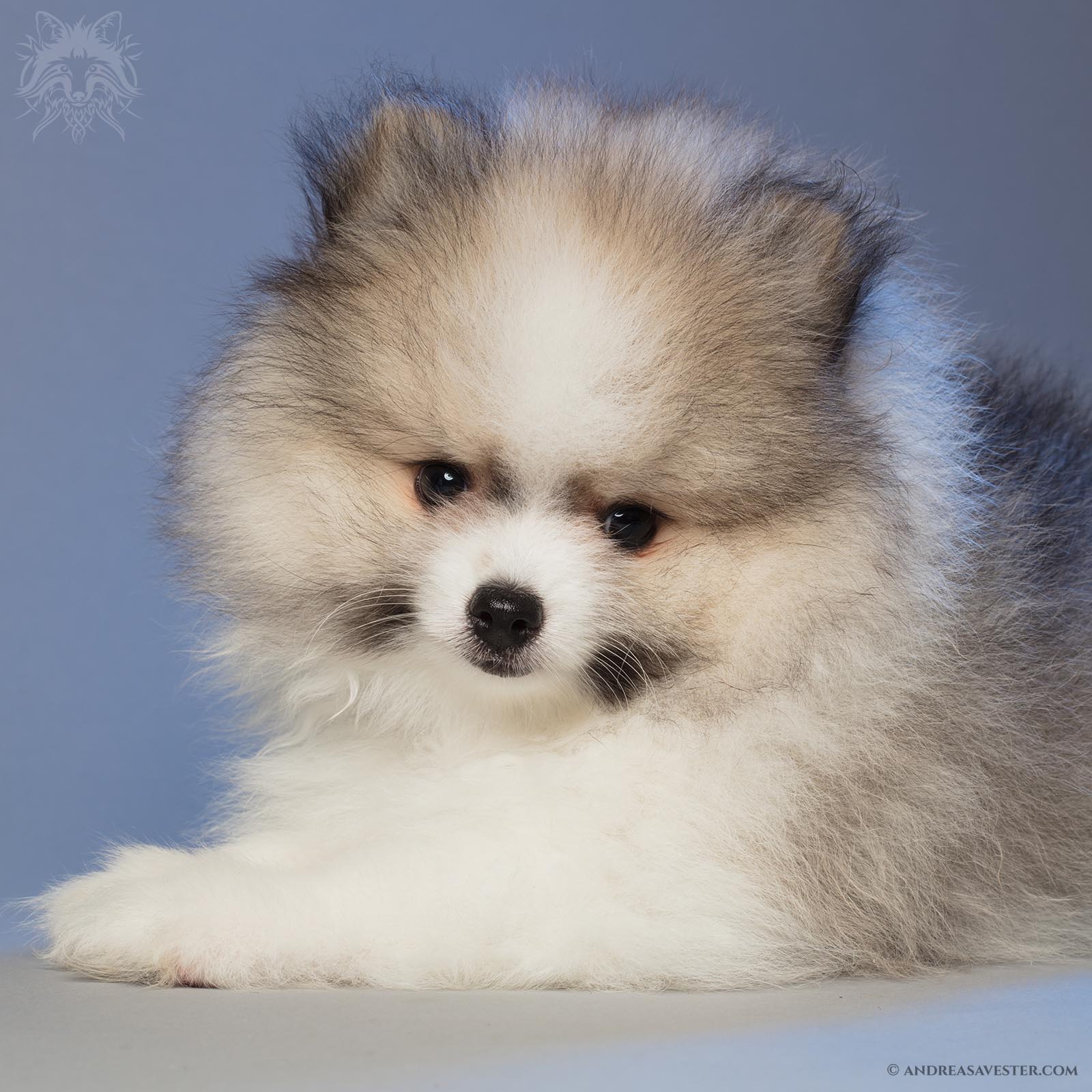 Photos of Two Months Old Pomeranian Puppies of Andreas Avester
