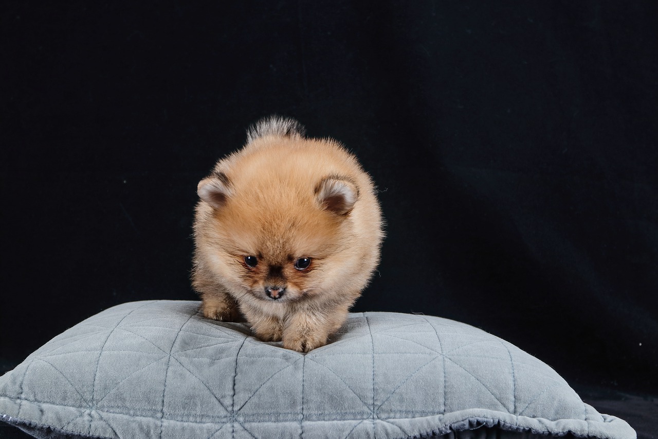 Pomeranian Dog Brown