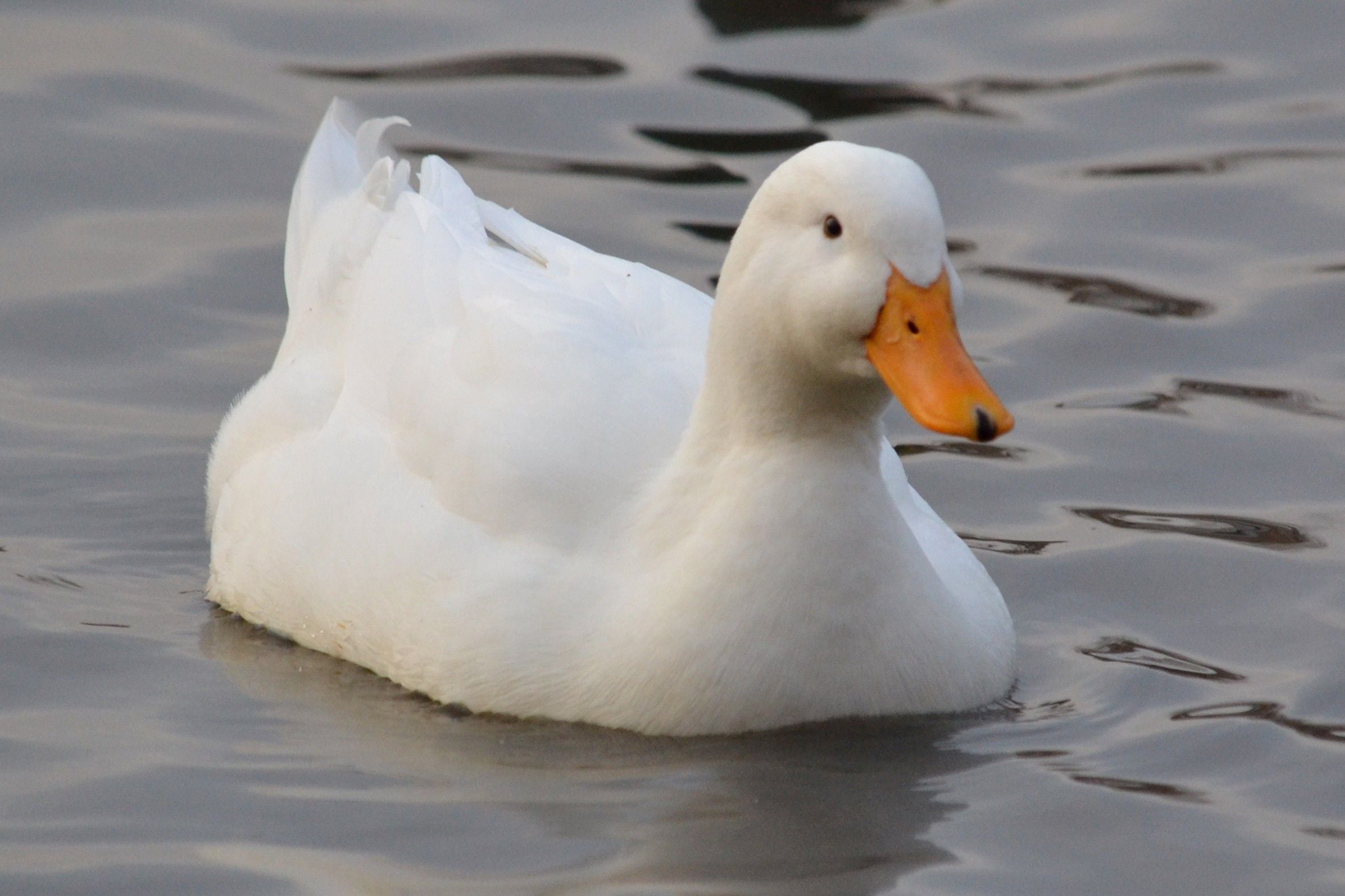 White Duck Wallpapers Wallpaper Cave