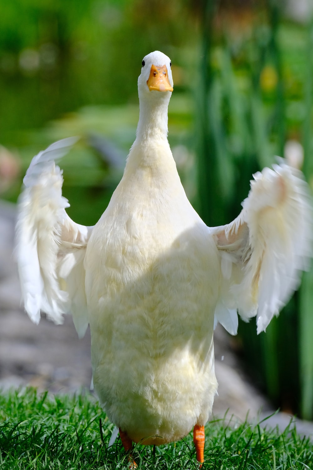 White Duck Picture. Download Free Image