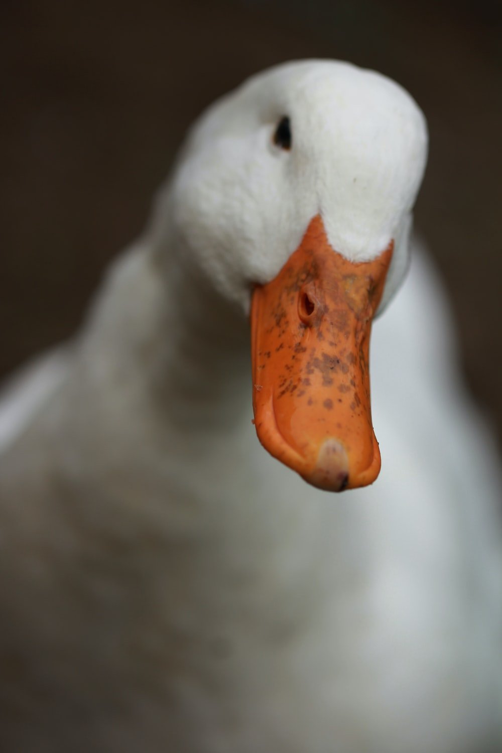 White Duck Wallpapers - Wallpaper Cave