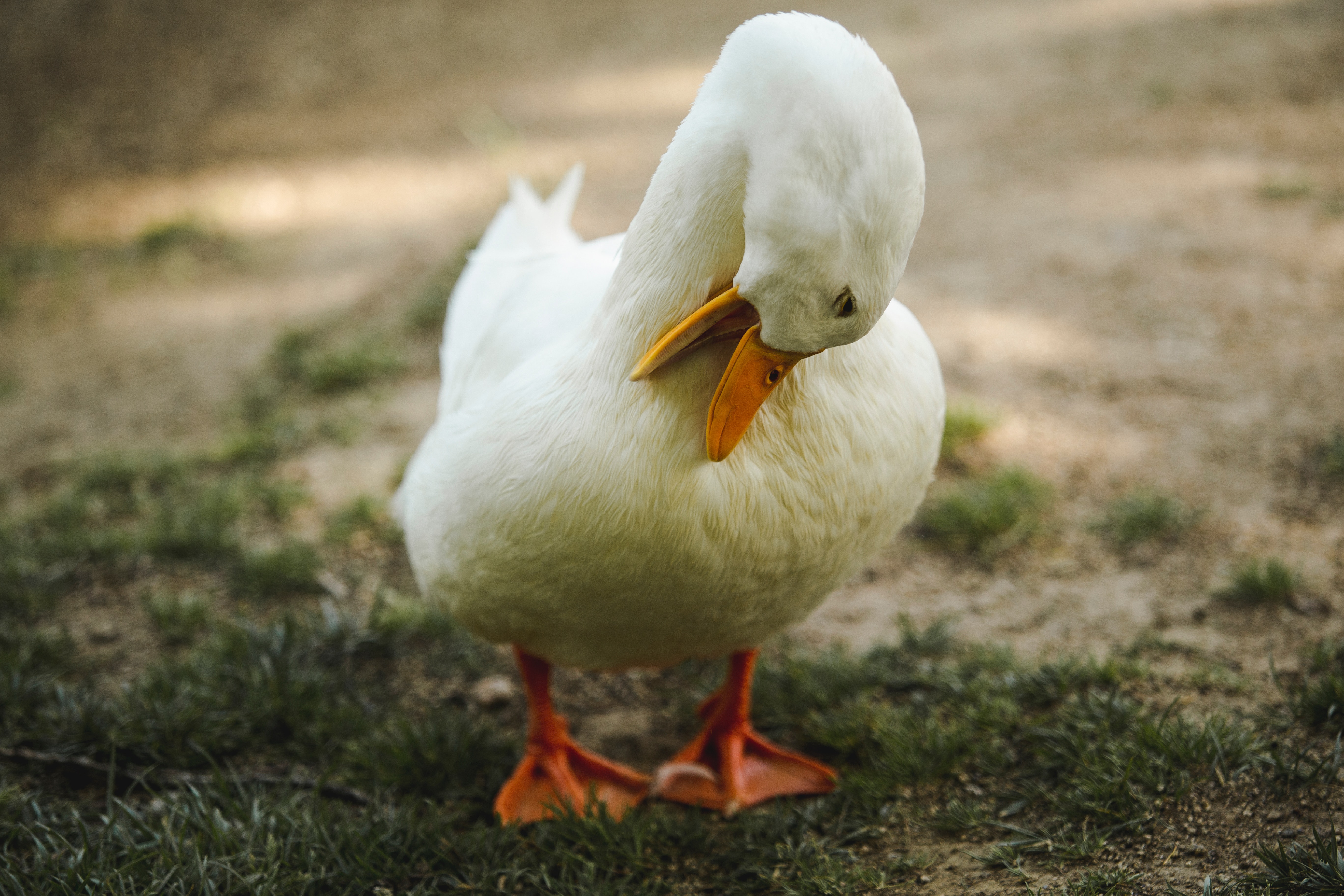 150,Best Free White Duck & Image · 100% Royalty Free HD Downloads