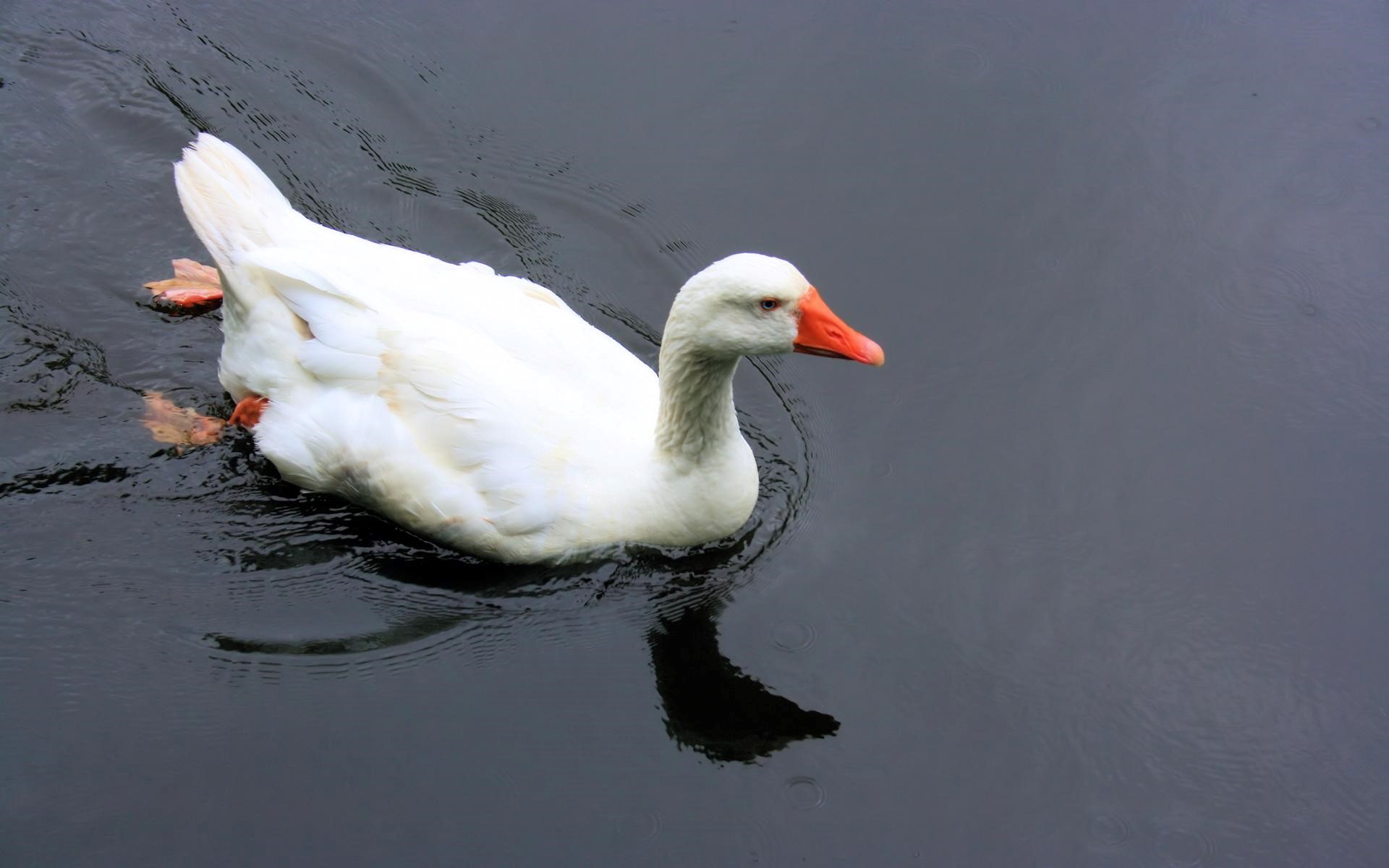 Free download White Duck Swimming in the Water Wallpaper Download HD Wallpaper [1920x1200] for your Desktop, Mobile & Tablet. Explore Duck Wallpaper. Duck Wallpaper, Duck Background, Duck Wallpaper