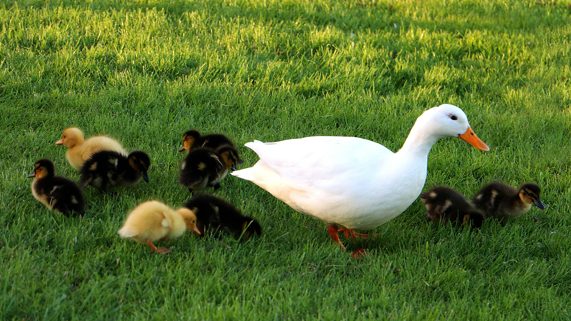 White Duck Wallpapers Wallpaper Cave White Duck Wallpapers Wallpaper Cave