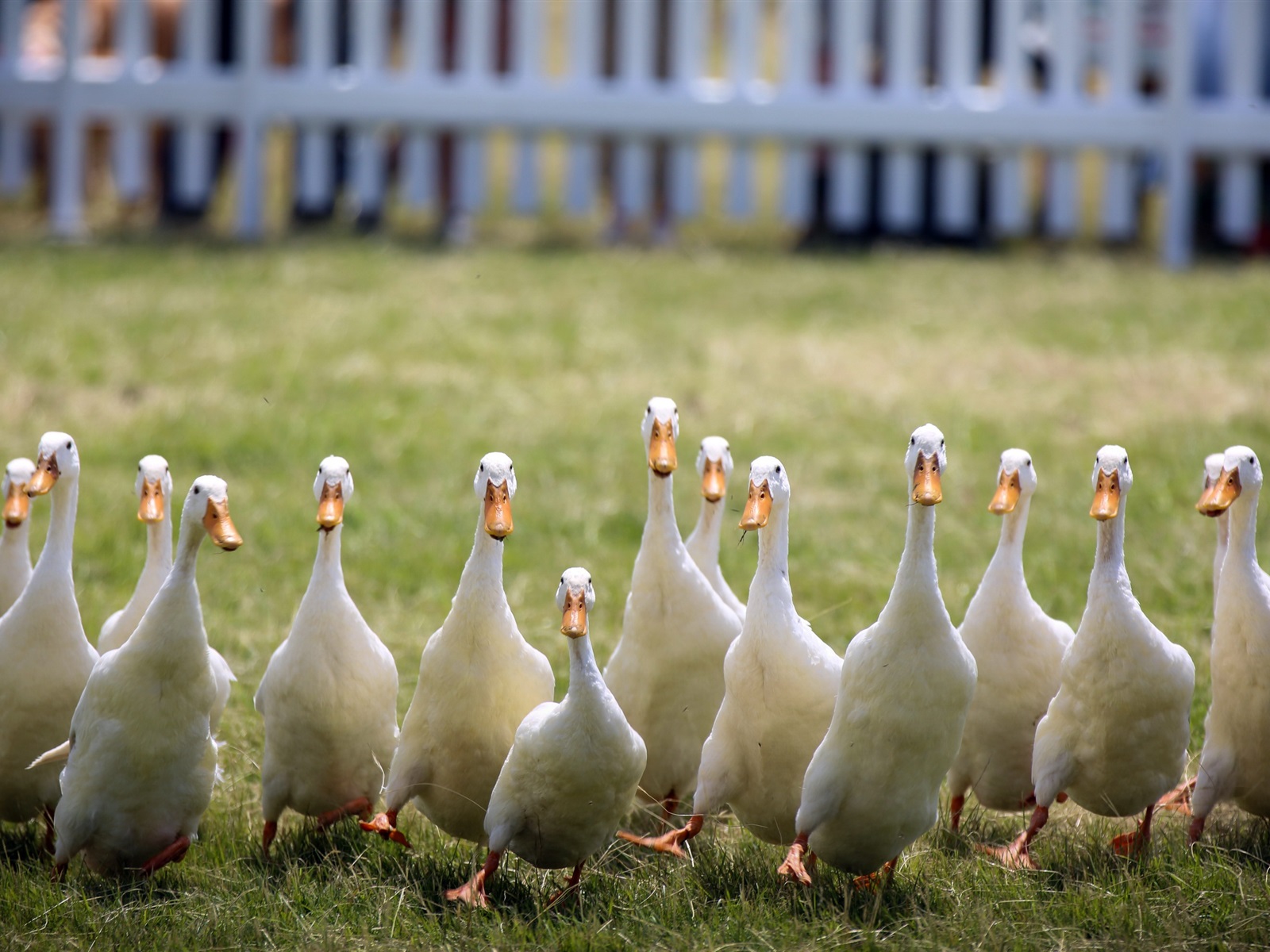 Wallpaper Some white ducks 2560x1600 HD Picture, Image