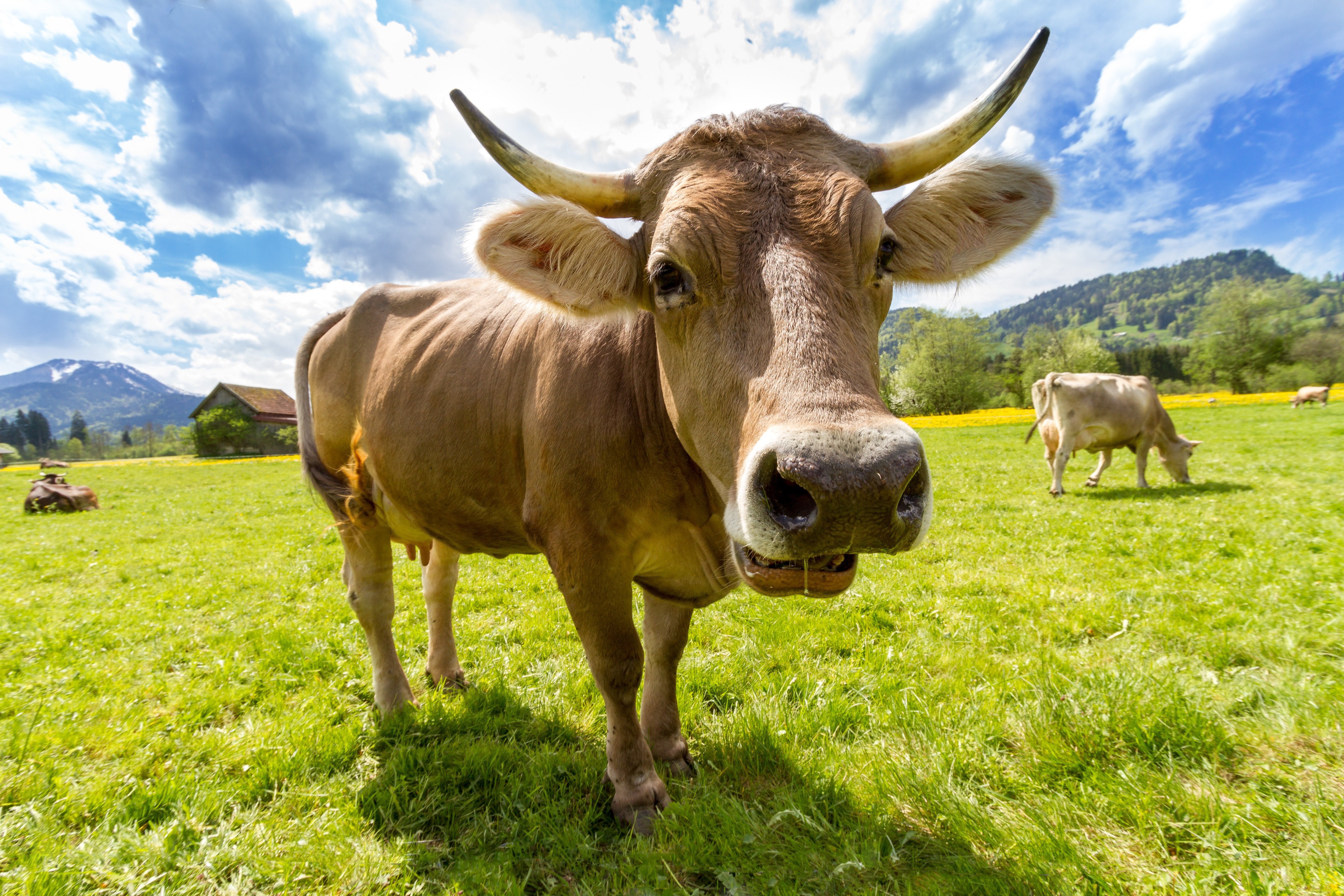 Cow Background. FREE Image Downloads