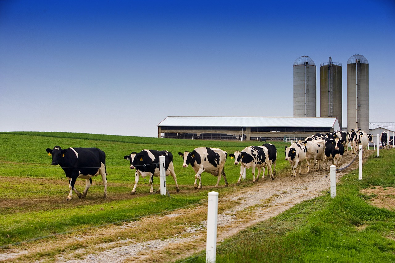Tips for reducing dairy farm expenses and Dairy