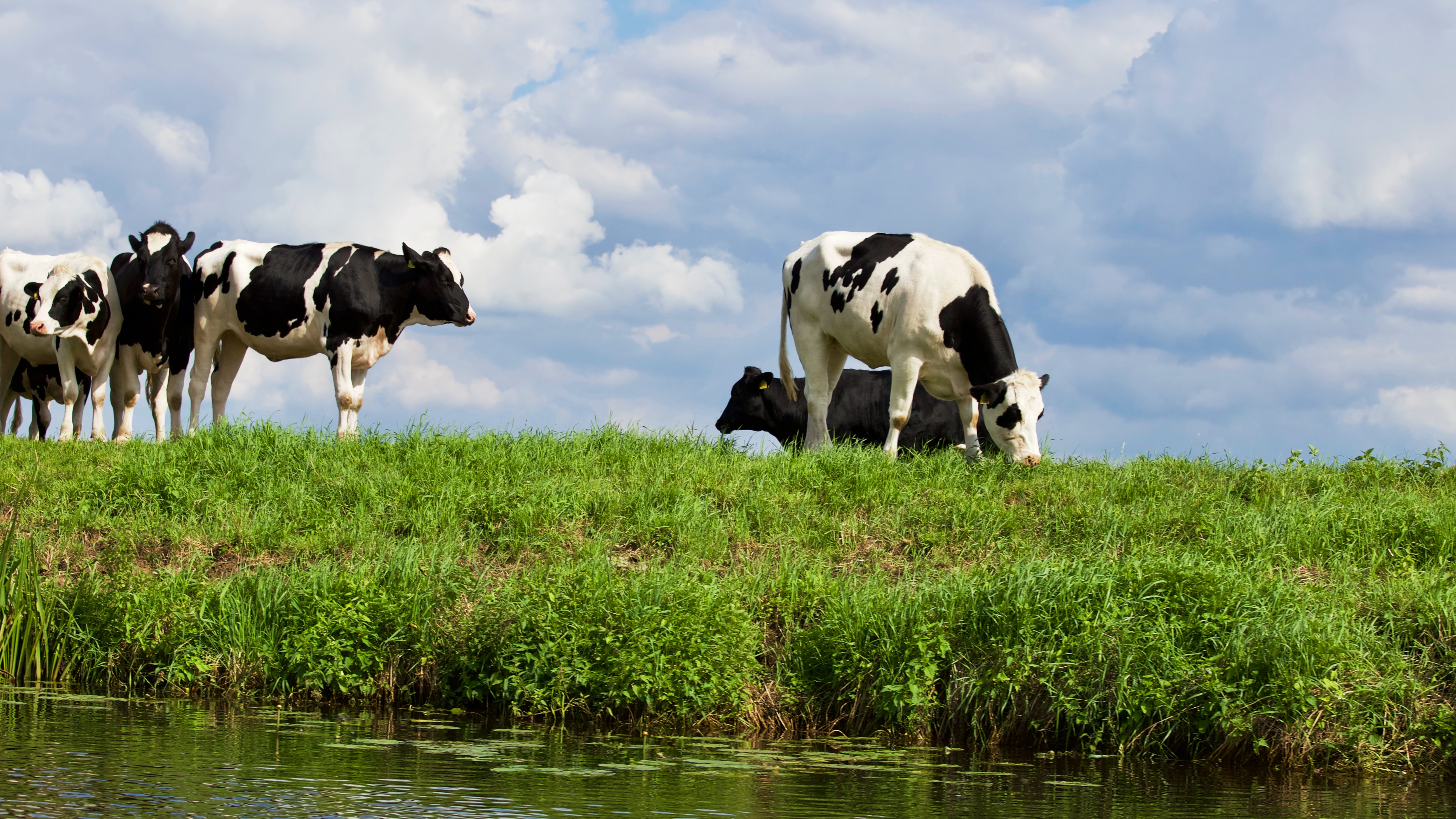Cows Photo, Download Free Cows & HD Image