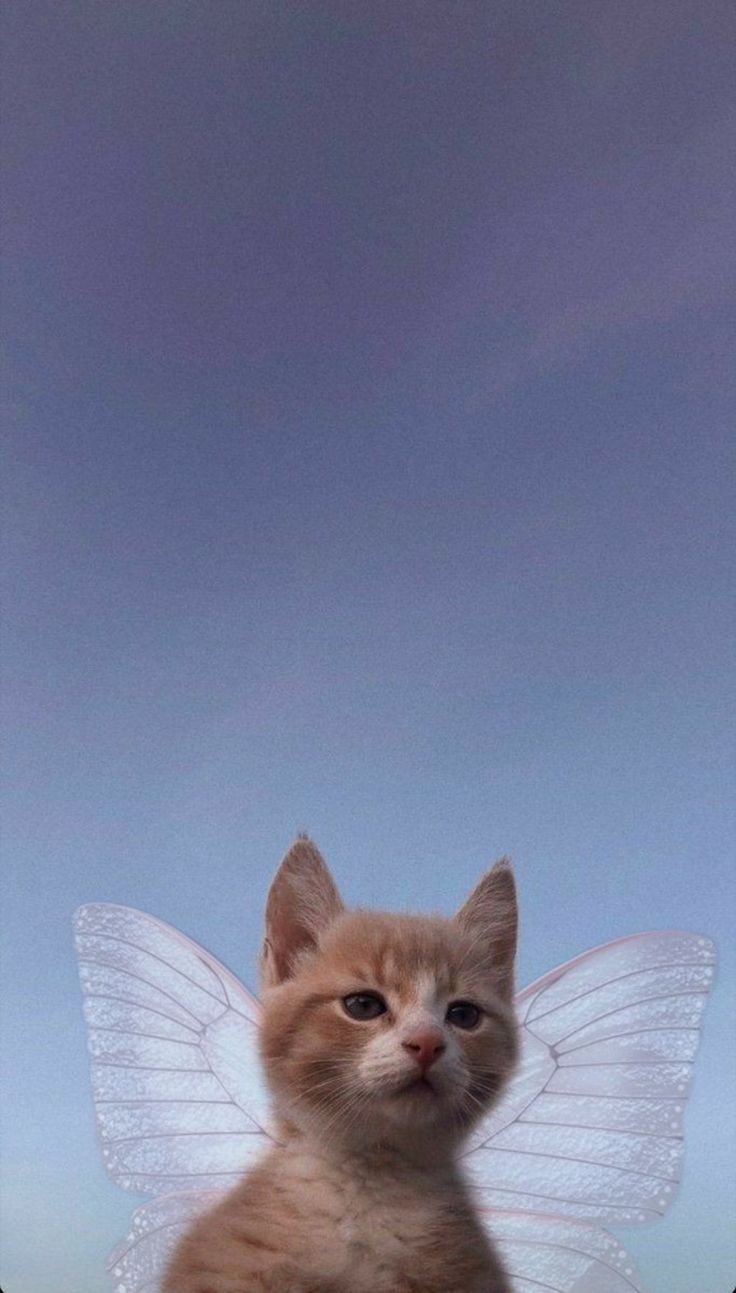 Fairy cat aesthic wallpaper. Cat phone wallpaper, Pretty wallpaper tumblr, Cat wallpaper