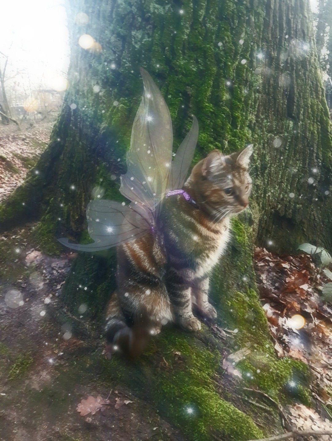 Fairy Cat Wallpaper | PixLith