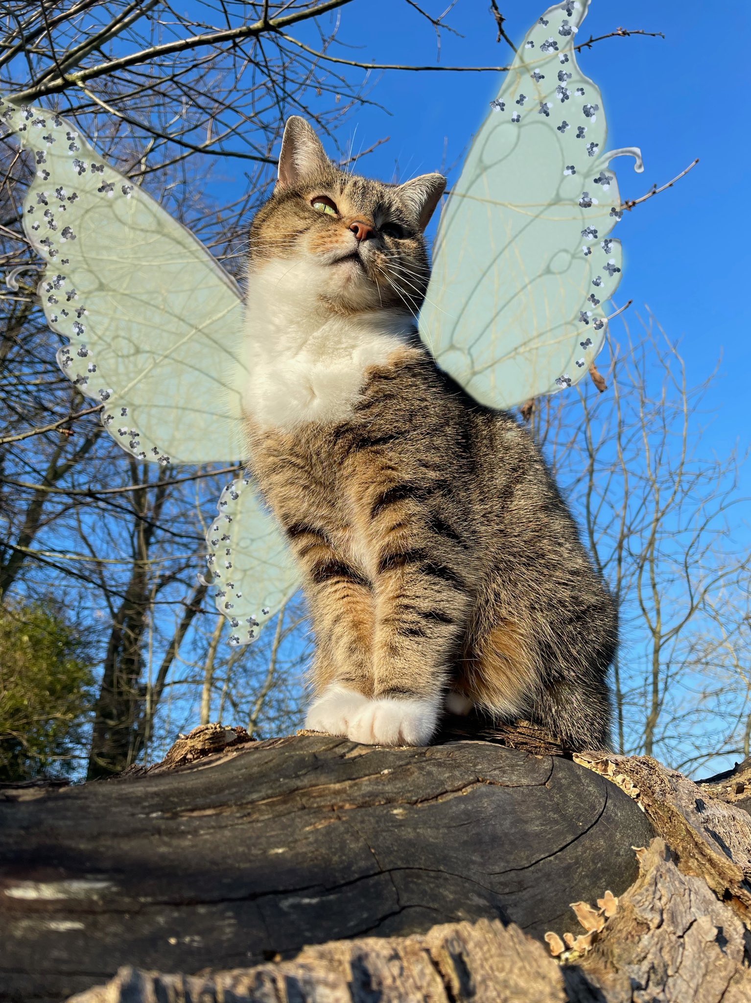 Fairy Cat Wallpapers - Wallpaper Cave