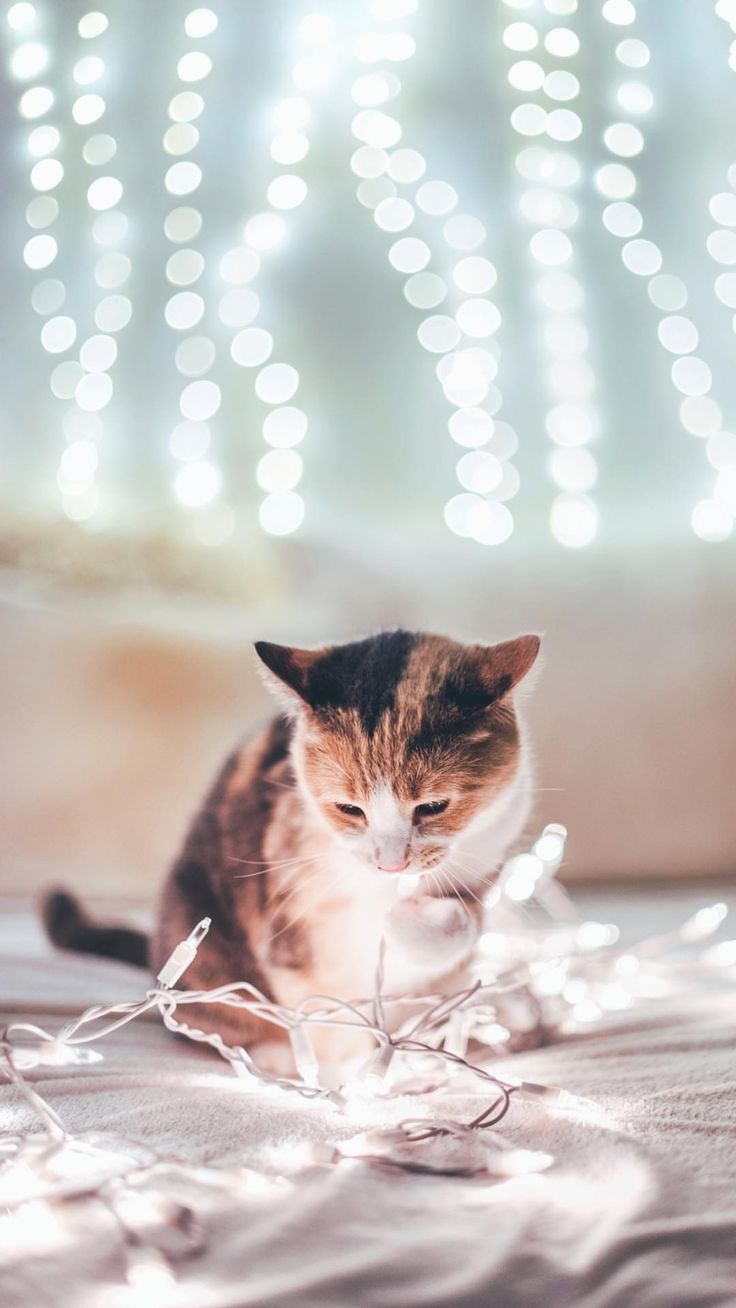 Close up of marble, change the fairy light glow with an edit too. Cute baby cats, Baby cats, Beautiful cats