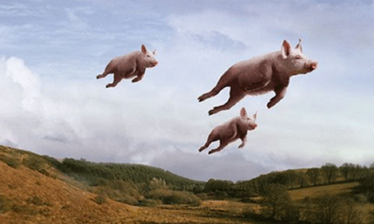 by god, they CAN fly. Pig, Country critters, Funny pigs