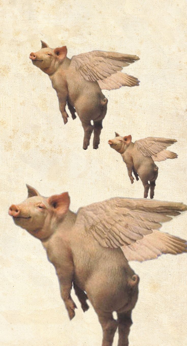 Princess Fingers Glued Togther. Flying pigs art, Pig art, Surreal art