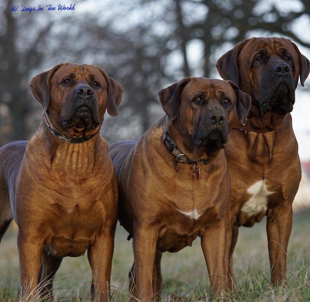 Tosa dog breed information