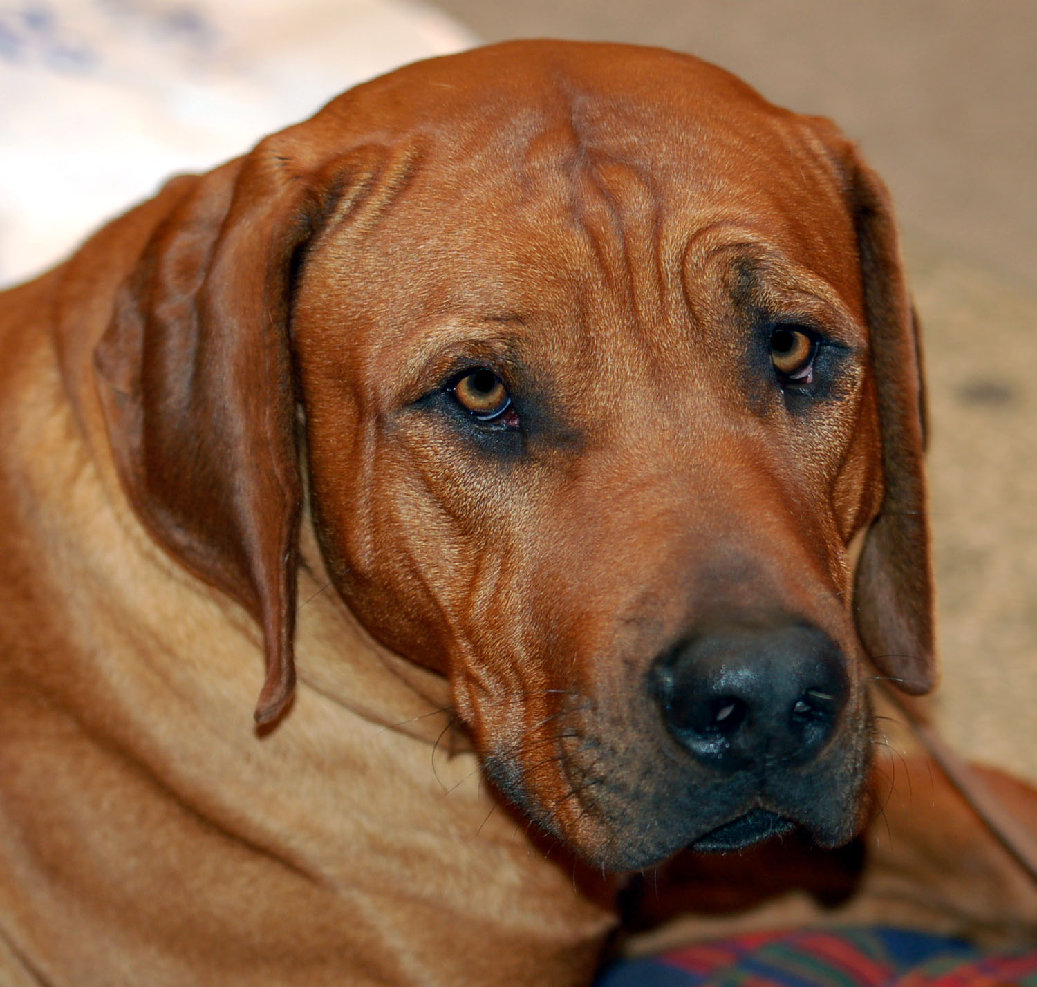 Tosa photo and wallpaper. The beautiful Tosa picture