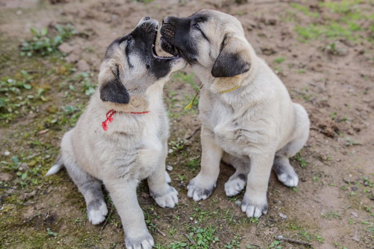 Anatolian shepherd dog photo.. Dogs photo and wallpaper. Beautiful Playing Anatolian Shepherd Dog. Anatolian shepherd puppies, Kangal dog, Dog biting training