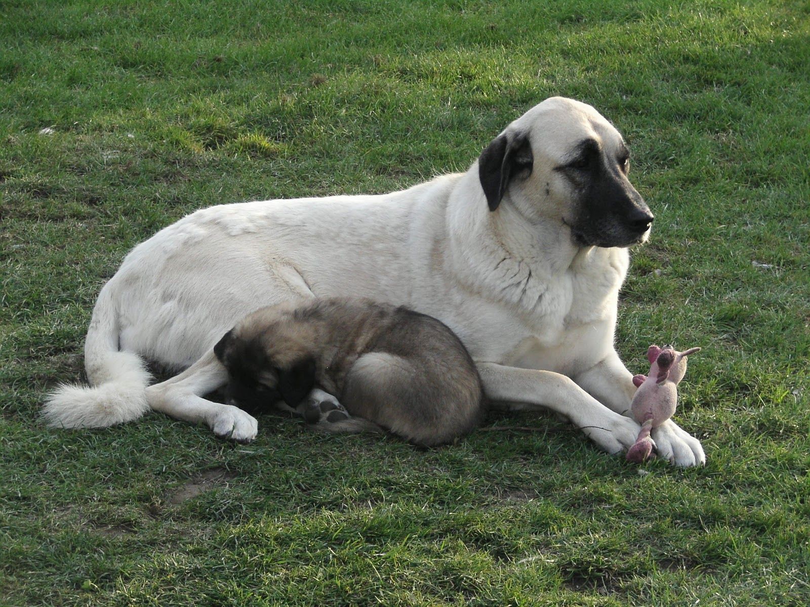 Dogs. Kangal dog, Anatolian shepherd dog, Anatolian shepherd