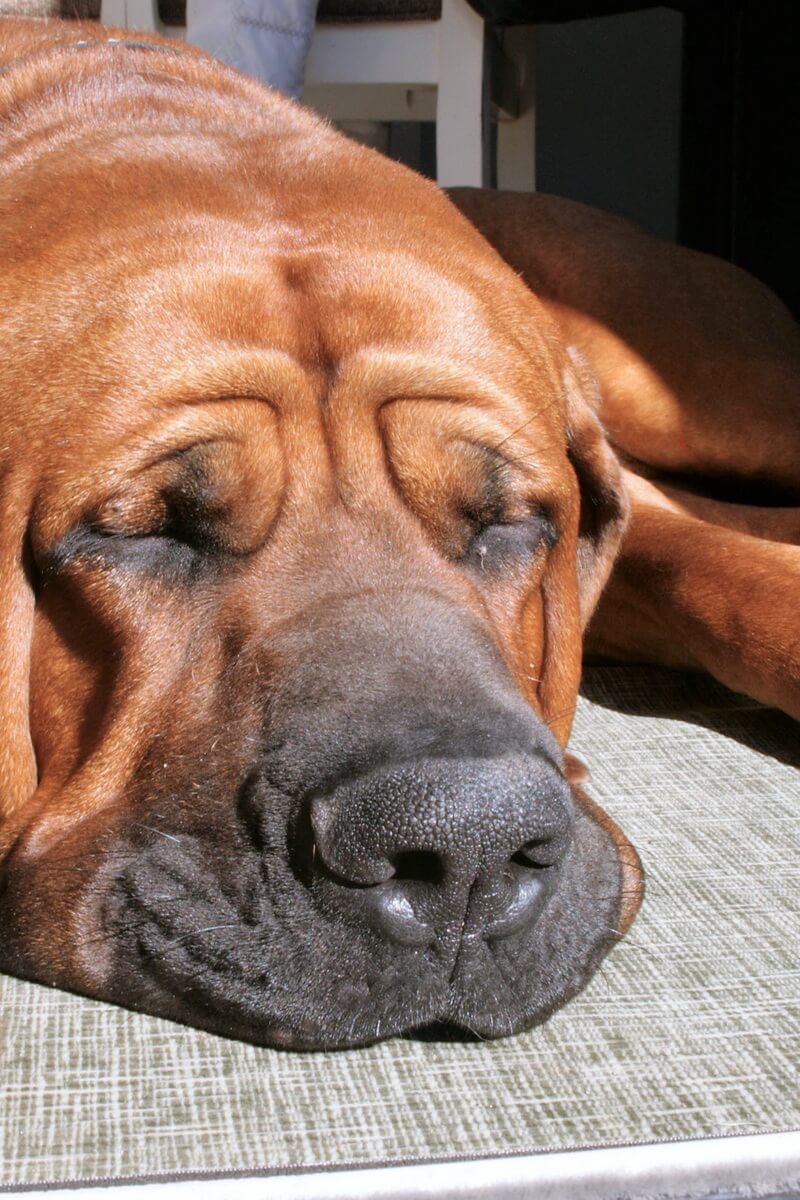 Why are Tosa Inu dogs Banned in the UK?. Dogs, Tosa, Best dogs