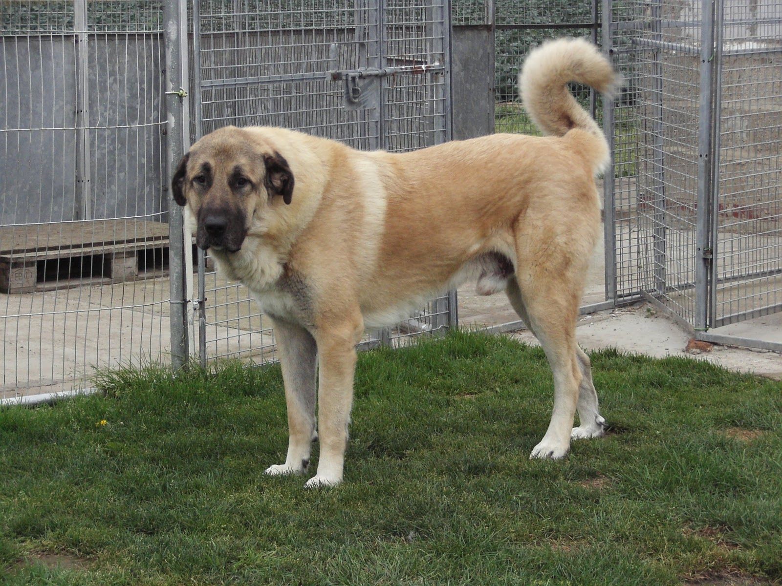 Kangal Shepherd Dog Wallpapers - Wallpaper Cave