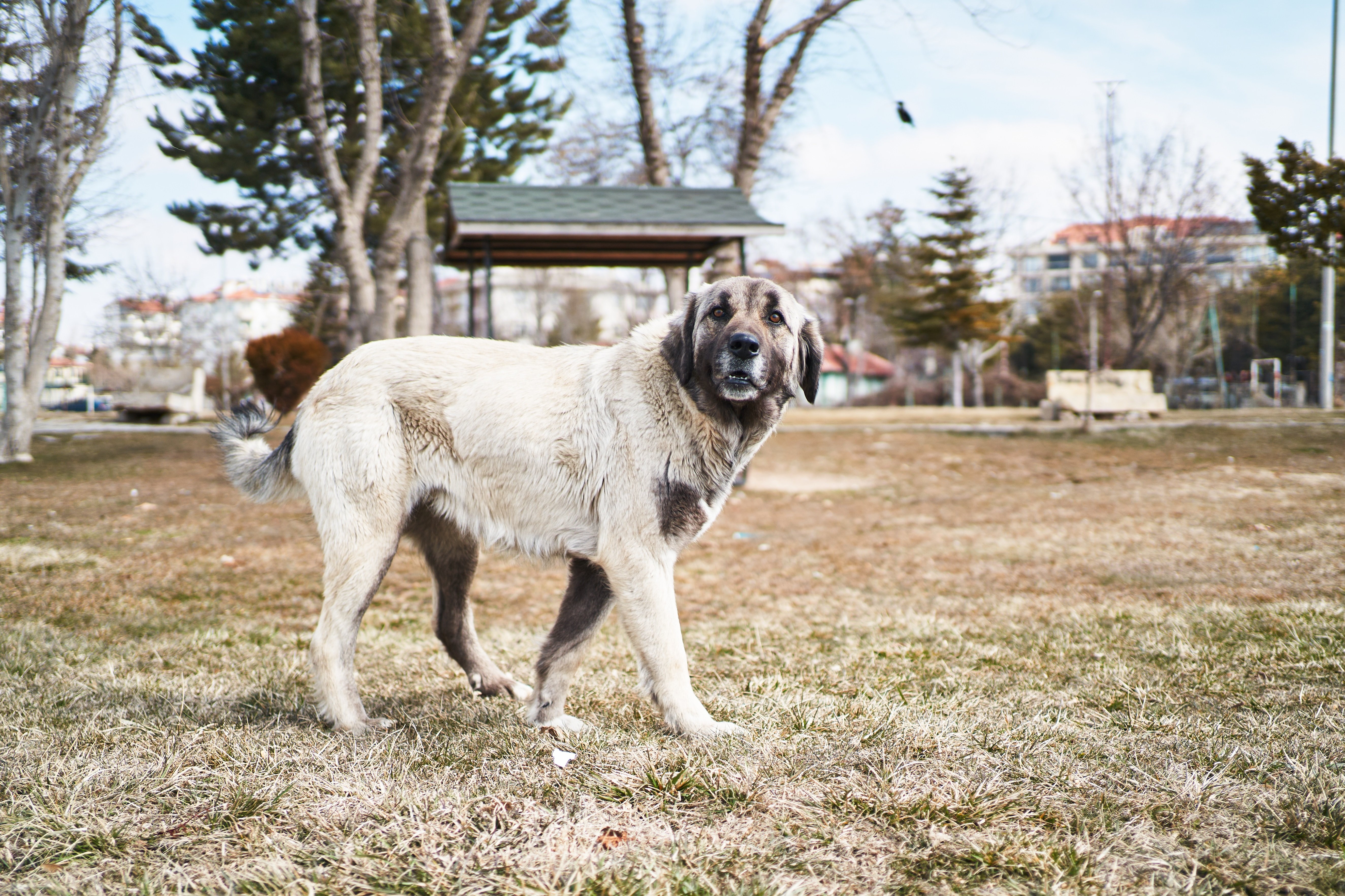 Kangal Shepherd Dog Breed Picture, Characteristics, & Facts