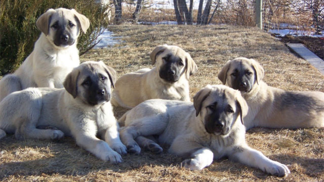 Kangal Dog, History, Temperament, Care, Training, Feeding & Picture