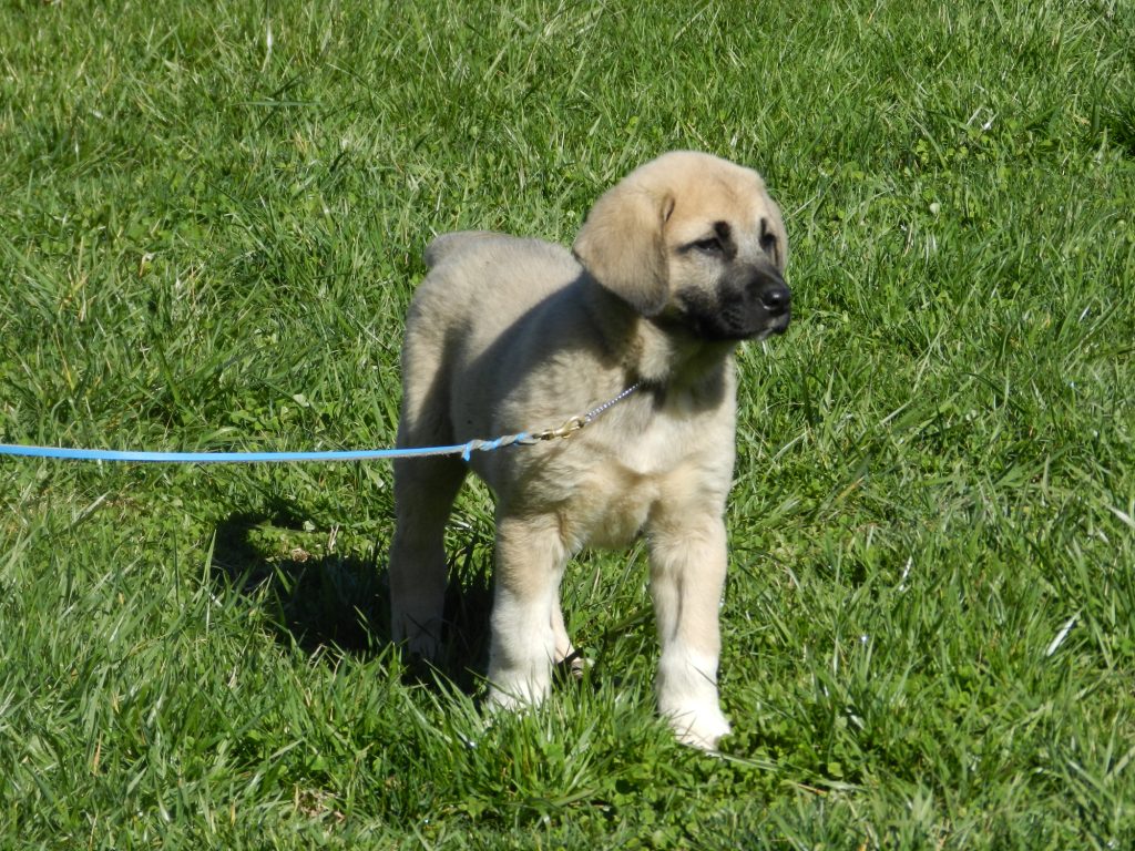Turkish Kangal Shepherd Dog