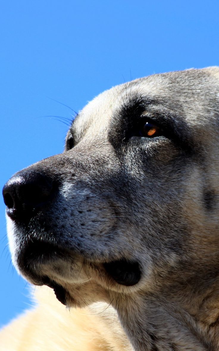 Wallpaper kangal muzzle dog. Livestock guardian dog, Dogs, Anatolian shepherd dog