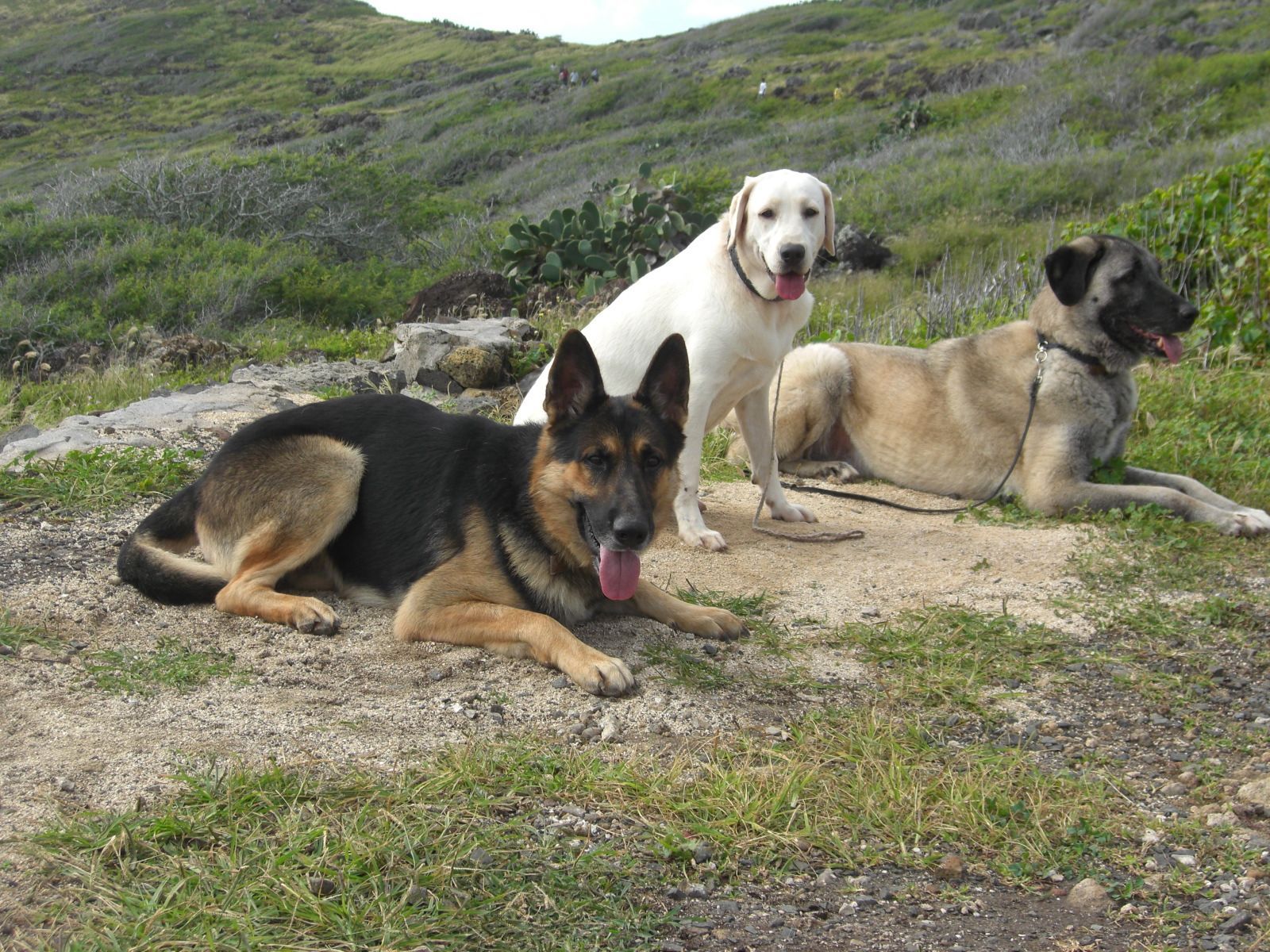 Anatolian Shepherd Wallpaper