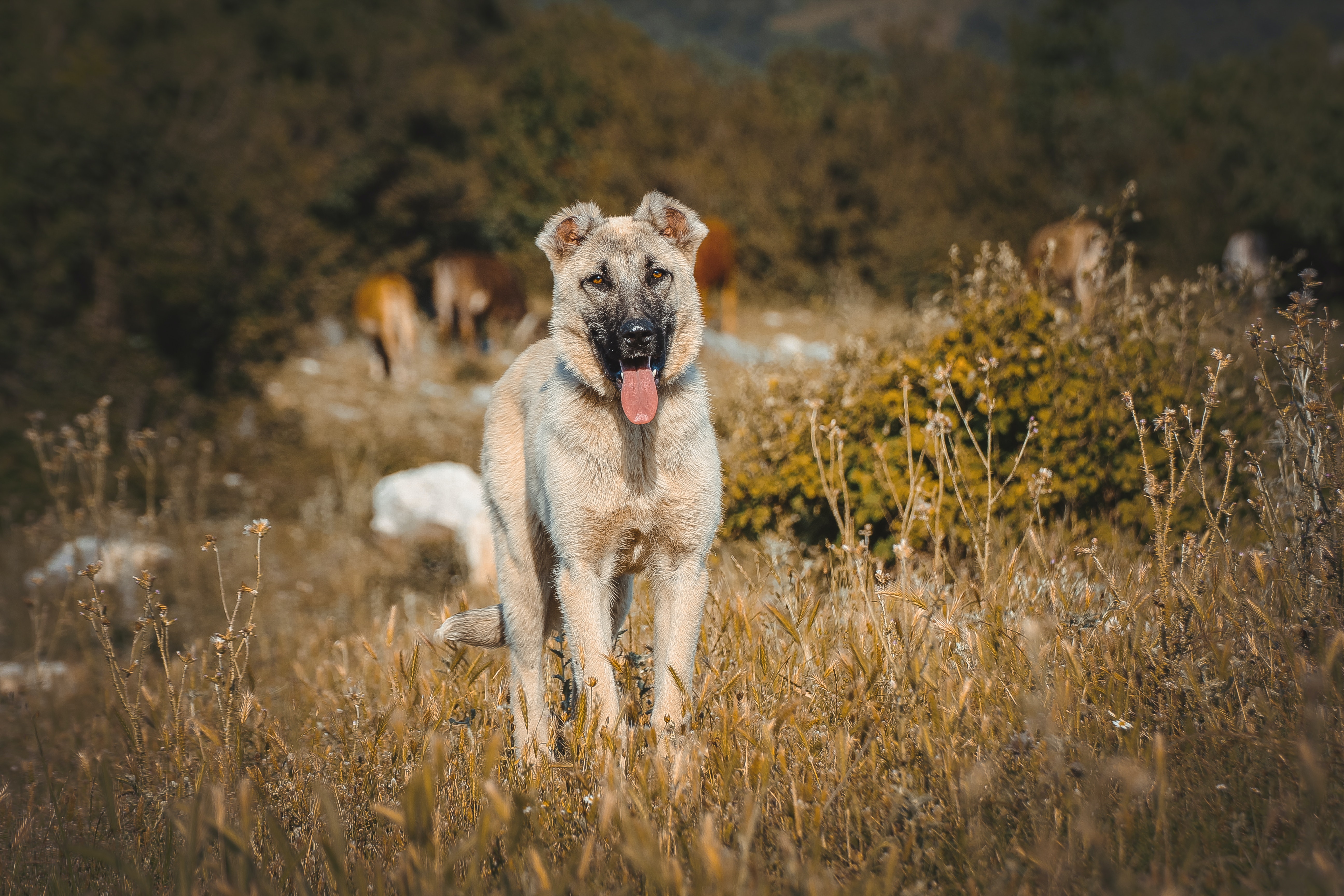 21,Best Free Kangal Shepherd Dog & Image · 100% Royalty Free HD Downloads