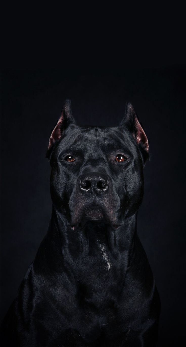 An. Amazing Protrait of A Cane Corso. Scary dogs, Dog wallpaper, Dog wallpaper iphone