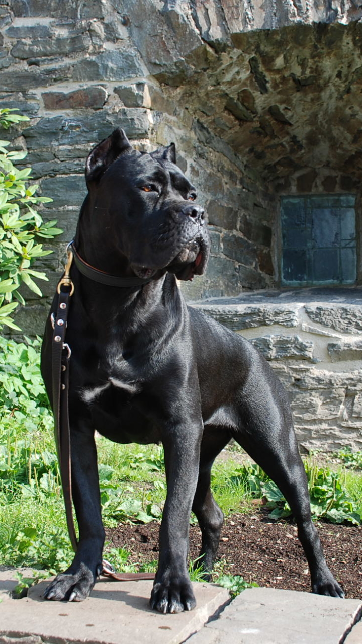 Cane Corso Phone Wallpaper