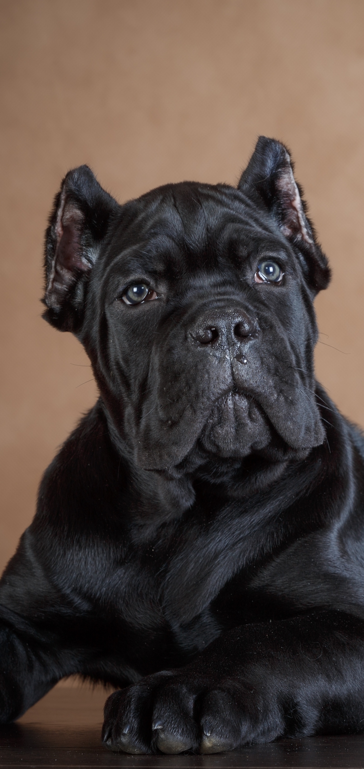 Cane Corso Phone Wallpaper